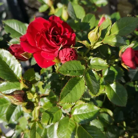 Lasshofer Appartement *