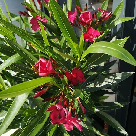 Lasshofer Appartement Mariapfarr