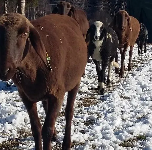 Lasshofer * Mariapfarr