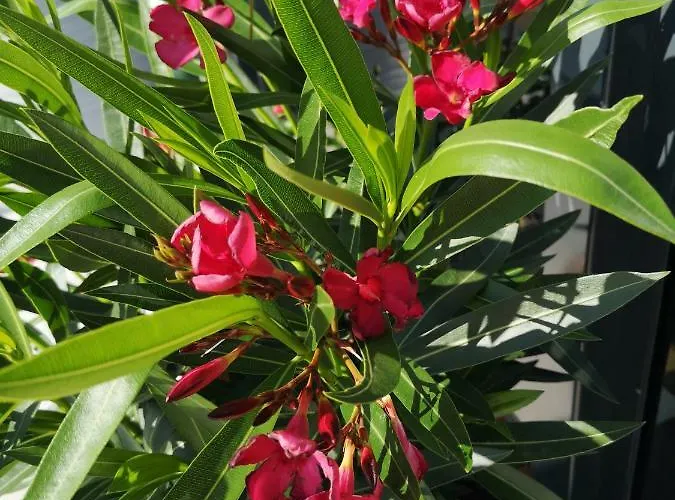 Lasshofer Apartment Mariapfarr